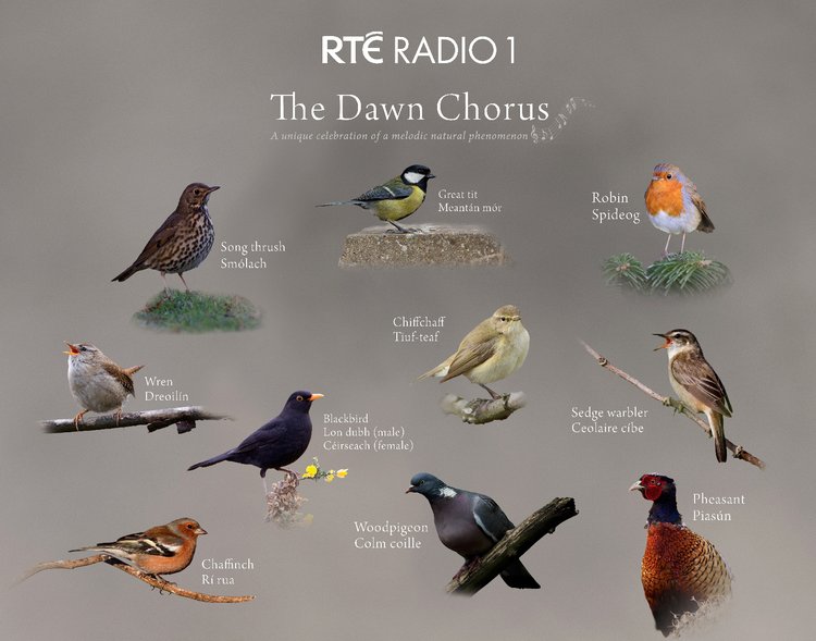 Dawn chorus