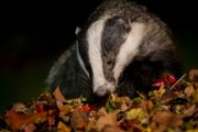 A Wild Irish Year Autumn Badger