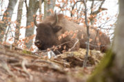 Nature Live Bison