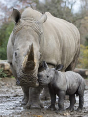 The Zoo DublinZoo_Rhino05