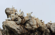 Nature Live Gannets Photography Credit John Fox