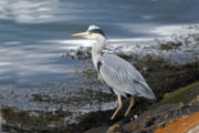 Nature Live Grey Heron Photography Credit Colum Clarke