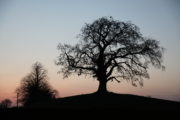 A Wild Irish Year Winter tree