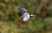 A Wild Irish Year Woodpecker