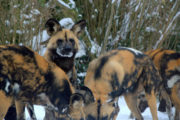 African Painted Dog 1