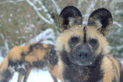 African Painted Dog 4