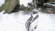 Penguin 1