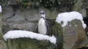 Penguin 2