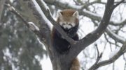 Red Panda 1