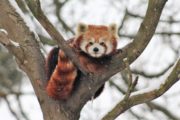 The Zoo at Christmas - Red Panda