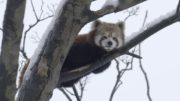 Red Panda 3