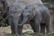 The Zoo, Series 8, Ep 2 - Elephant Calf 2