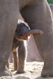 The Zoo, Series 8, Ep 2 - Elephant Calf 5