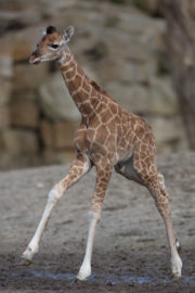 Giraffe Calf 2