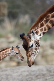 Giraffe Calf + Mother - The Zoo