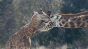 Giraffe calf+Mother GRADED