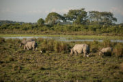 The Zoo, Series 8.  Gerry in Kaziranga-206