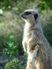 Meerkat - - Series 8, Ep 1 - The Zoo