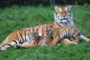 The Zoo, Series 8, Ep 2 - Tiger Cubs + Mother