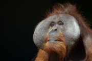 Orangutan Sibu