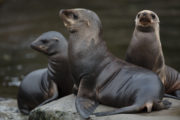 Sealion Pups