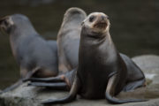 Sealion Pups 2