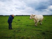 Doc - Benjy in field