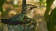 Wild Cuba with Colin Stafford-Johnson (part 1) - Bee Hummingbird