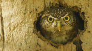 Wild Cuba with Colin Stafford-Johnson (part 1) -Cuban Pygmy Owl