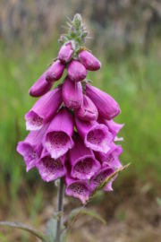 Foxglove