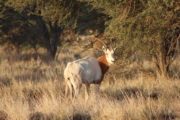 Zoo Oryx in Tunisia 1