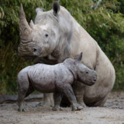 Zoo Rhino calf and mother