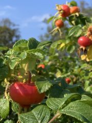 Rosehips