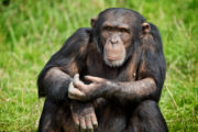 Chimpanzee generic 1