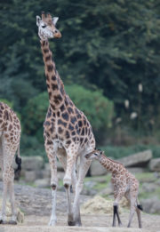 The Zoo Ep 6 Giraffe calf 1
