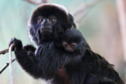The Zoo Ep 6 Goeldi's monkey