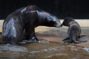 The Zoo S3 Ep3 Sealion pup 1
