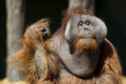 The Zoo S3 Ep3 Orangutan 1