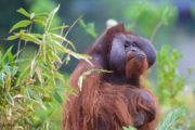 The Zoo S3 Ep3  Orangutan 2