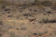 The Zoo S3 Ep3 Slender horned gazelle Tunisia