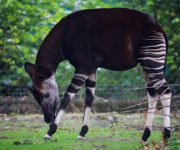 The Zoo ep 8 Okapi adult 2