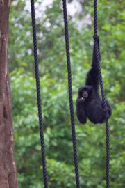 The Zoo ep 8  gibbons 2