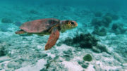 Back from the Brink, Spain, Loggerhead Turtle (3)