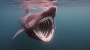 Back from the Brink, off the coast of Scotland, Basking Sharks (2)