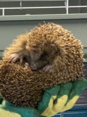 Nationwide Hedgehog