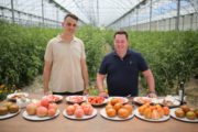 Neven Maguire Tasting tomatoes at Terragust, Mallorca