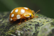 Orange Ladybird at rest on tree branch higher res 10-04-2020