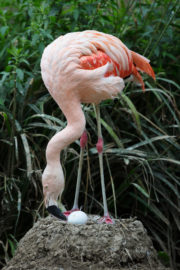 Zoo Live _Flamingo_03