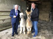 FRANCIS, JOE PHELAN & ALPACAS