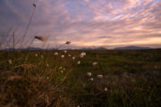 BOG LANDSCAPE credit Martyn V Harris